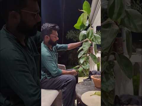 How to grow rubber plant by cutting ✂️ #gardening #terracegardenindia #plants #homegarden