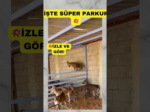 🎯💥İNANILMAZ ATLETİK KEÇİLER PARKURDA🔥#keçi #koyun #sheep #goat #goats #viralvideo #shorts #foryou