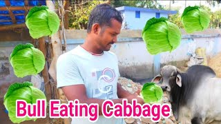 Bull🐂🐂 Eating Cabbage 🥦🥕🌽🥦🥕🌽