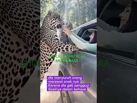 SUNGGUH MENGHARUKAN INDUK MACAN TUTUL SERAHKAAN ANAKNYA KE PENGUNJUNG KEBUN BINATANG