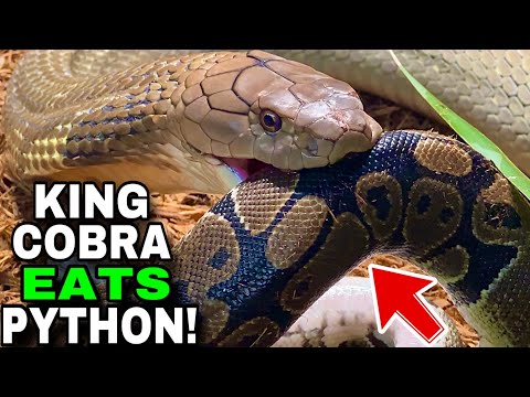 NEW King Cobra EATS + NEW SNAKE!