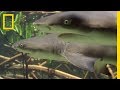 Shark Behavior and Cannibalism Insights