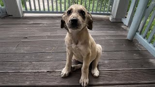 Timid Puppy Kept Wagging Her Tail, Begging for Help With Her Swollen Leg