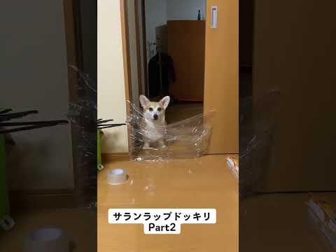 サランラップドッキリPart2 #コーギー #くきたん