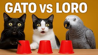 GATO VS LORO ¿Quién Encuentra Antes la Comida? Vídeos de Juegos para Gatos y Loros graciosos