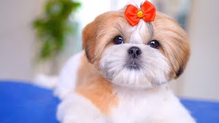 I've never seen such a well-behaved puppy for the first grooming, so adorable! ✂️❤️🐶