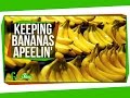 The Science and Transport of Bananas