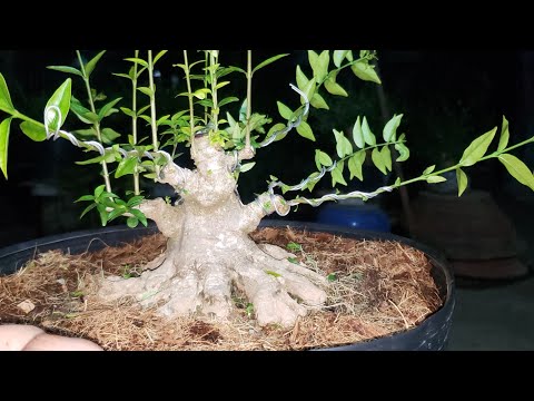 ĐỊNH HÌNH CẤP 2 CHO MAI CHIẾU THỦY BONSAI