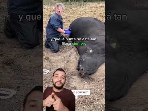 timpanismo extremo ☠️🐂 Contenido educativo ⚠️ #agro #campo #rancho #ganado #ganaderia #elpecuario