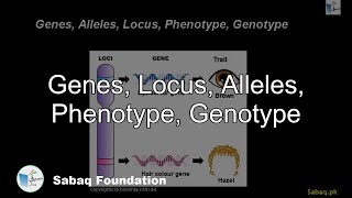 Genes, Locus, Alleles, Phenotype, Genotype
