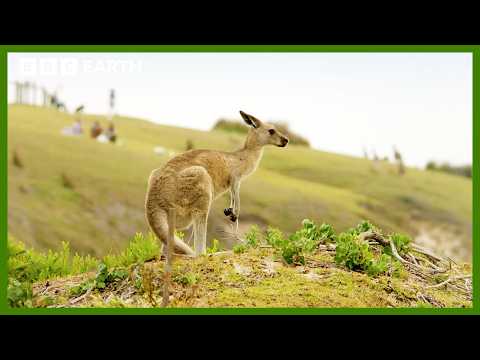 Kangaroos Take a Trip to the Beach | Animals With Cameras | BBC Earth