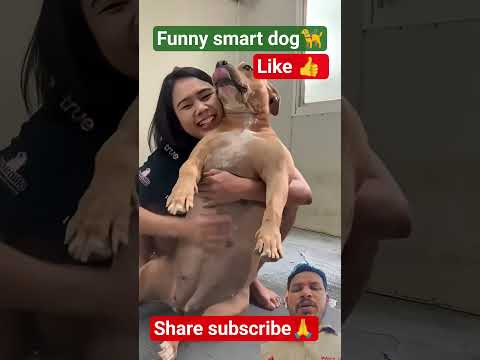 i love my dog# lovedog #dogsofinstagram #doglovers #puppylove #doglife #cutedog #pets #funny#puppy.