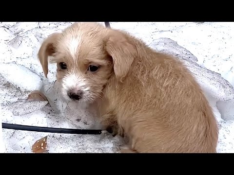 A puppy trembling in fear, crying for help because of abuse