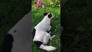 Jack Russell terrier Treisy and Azzuro ❤️ #jackrussellterrier