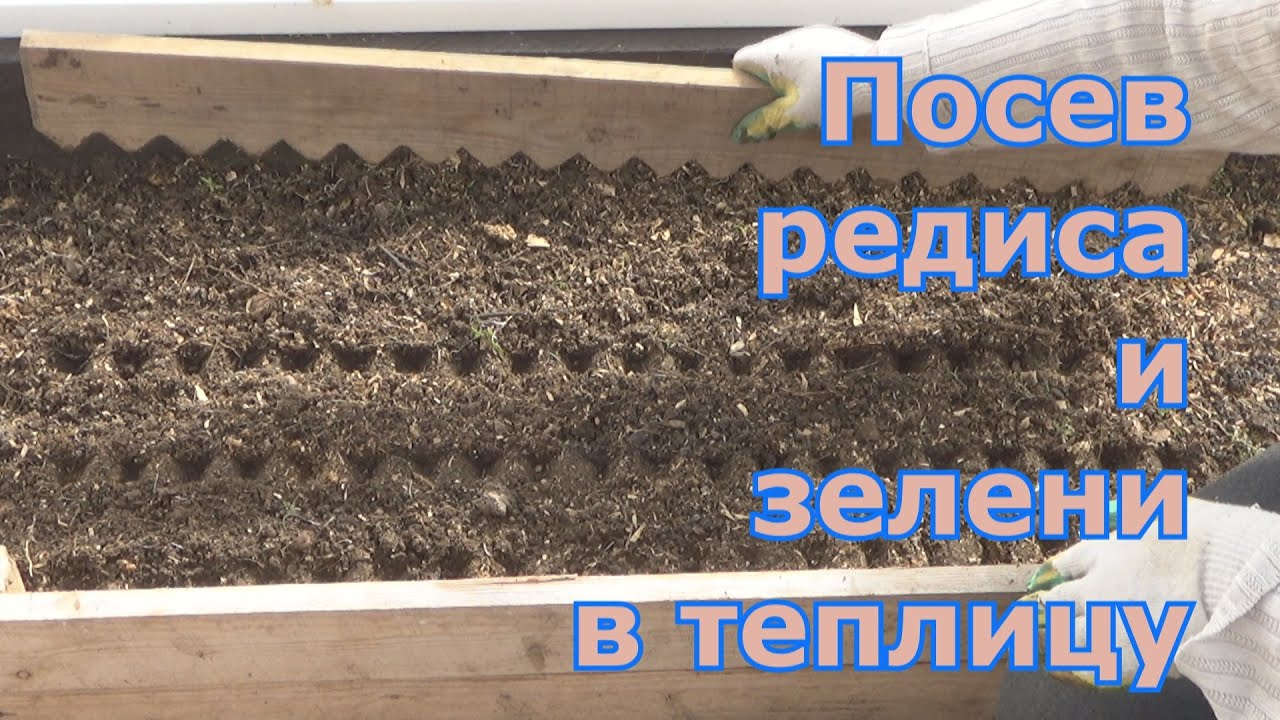 Посев редиса и зелени в теплицу с помощью разметчика - быстро и просто, без прореживания