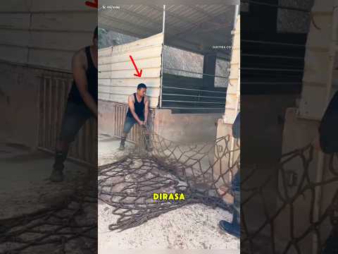 Detik-detik Babi Misterius Kabur ke pemukiman warga