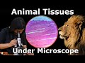 Muscle and Nerve Tissue Characteristics