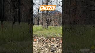 This grizzly almost charged us #scared #jasper