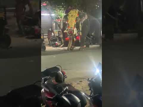 Violent Captive Elephant