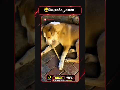 هوهولي ع الكلام😂😂