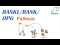 RANKL and Osteoclast Signaling