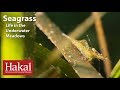 Seagrass Ecosystem Knowledge Assessment