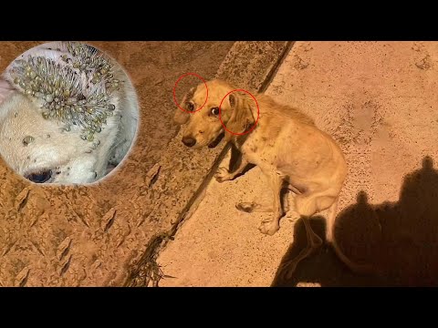 "Save me, please…" — thousands of ticks drained his tiny body, but the world just walked past  💔