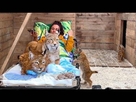 Реакция РЫСЕЙ С КОТЯТАМИ на раскладушку / Как отдохнуть в рысинной компании