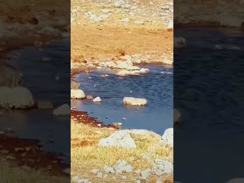 Wildcat hunting bird