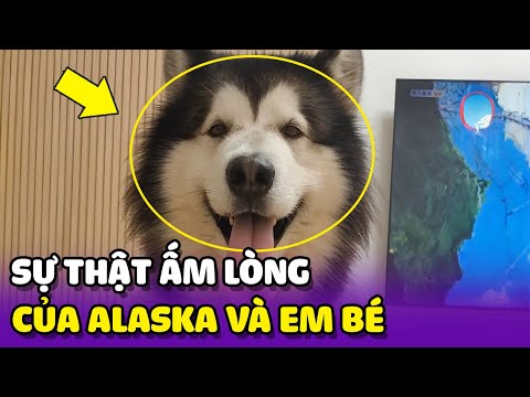 THÁI ĐỘ của CHÚ CHÓ ALASKA khi nhà vừa mới có EM BÉ 🥰