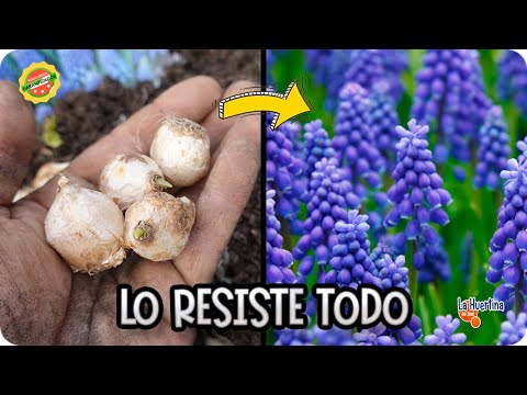 Nazareno o Muscari: Guía Completa para Plantar y Cuidar Estas Bellas Y Resistentes Bulbos