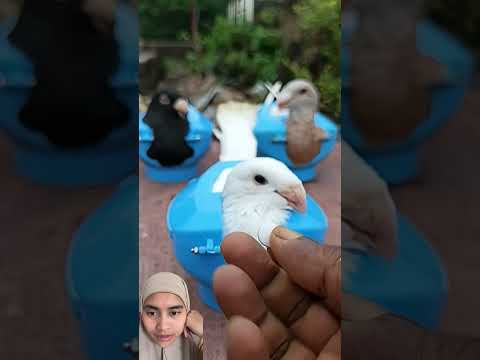 VAKSIN BURUNG ❗️