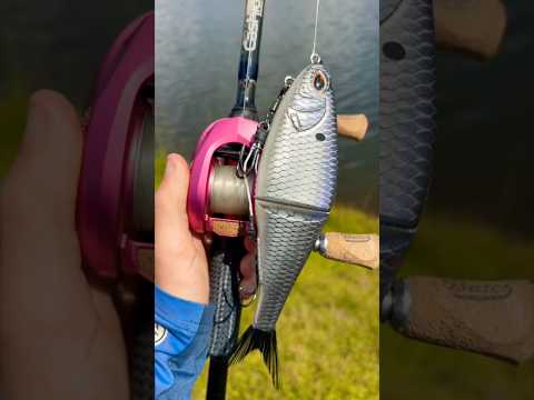 Fishing With An UNRELEASED Swimbait…