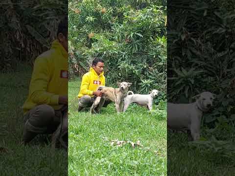 You lack dogs, do this quickly