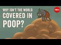 Dung Beetle Ecology and Behavior