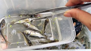 Meal for a little monster