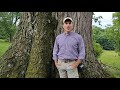 Virginia Big Tree Program Knowledge