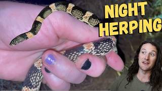 Night Herping For Snakes In The Desert 🐍 Biggest Long-Nosed Snake I've Found! #snakes #reptiles