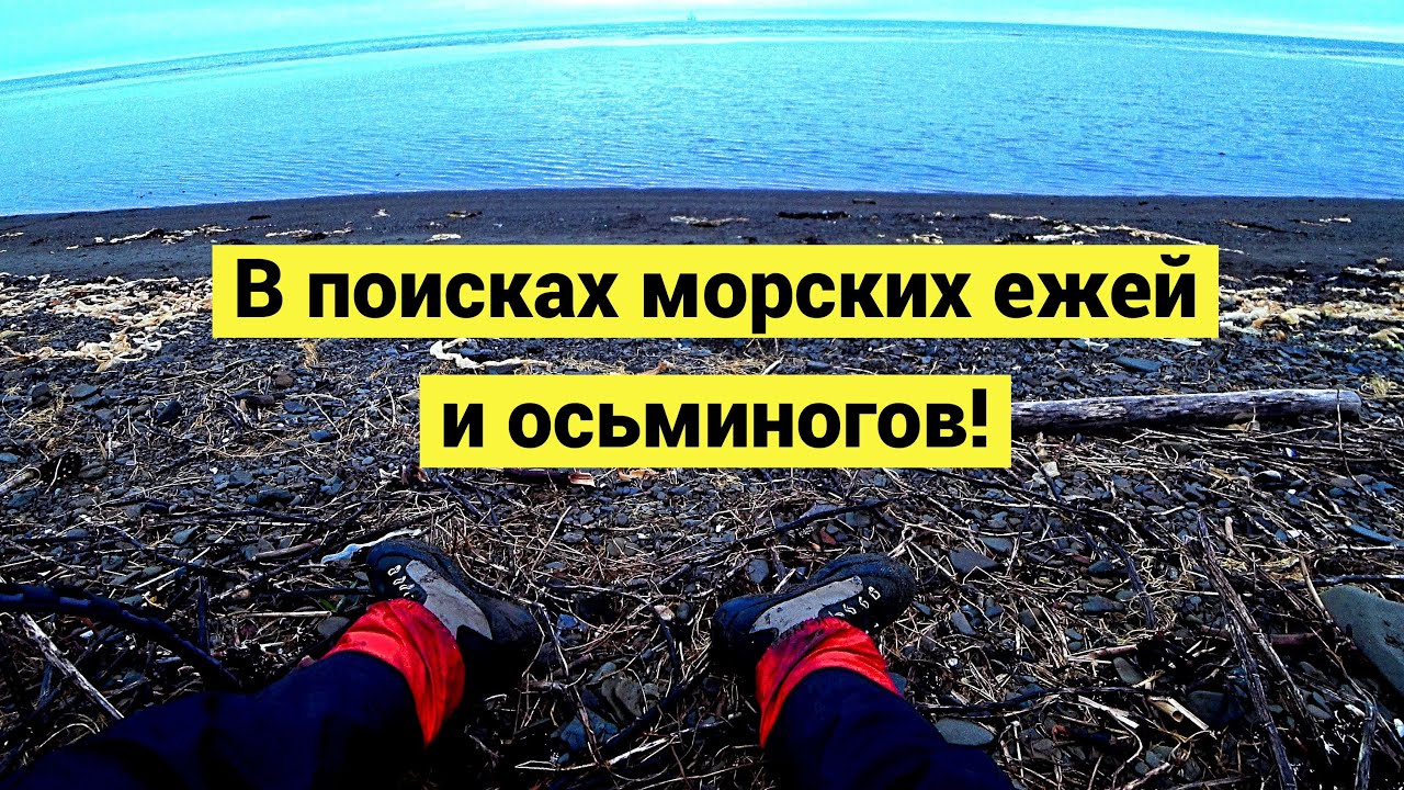 Морские ежи и осьминоги! Ночное и дневное собирательство