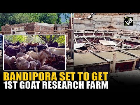 J&K’s Bandipora set to get first research based goat farm