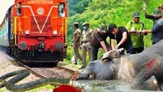 August 23, 2025 Giant ELEPHANT vs TWO TRAINS | Stops the train | BeamNG.Drive – Train Simulator