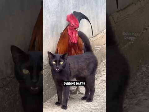 Seval Specialist 🤣 #funny #cat #shorts #dog #shortsfeed #animals #dubbingdappa #pets #comedy #cow