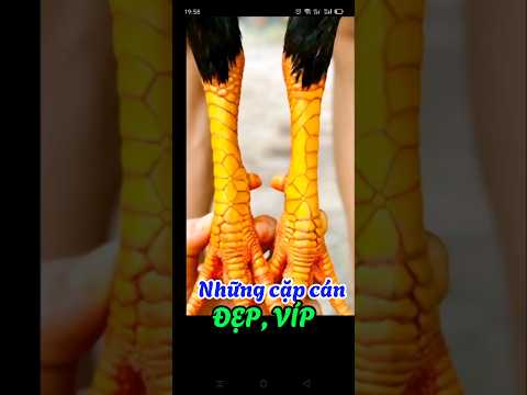 Nhất dáng nhì tong tam lông tứ cán