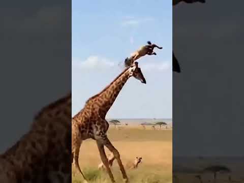 Amazing weapons of animals.動物たちの驚くべき武器