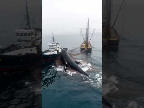 Giant Whale Captured by Fishing Vessel#Whaling Operation#Marine Ecology#Whale in Fishing Net