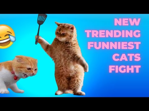 1 hour new trending funniest cats fight- funniest cats and dogs 2023
