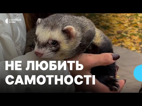 Обожнює банани та не любить самотності: історія тхора Тімона з Конотопа