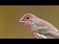 Bird Beak Evolution and Adaptation