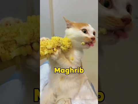 Me in Ramzan Series #islam #cats #funny #viral #shorts #shortsfeed #trending