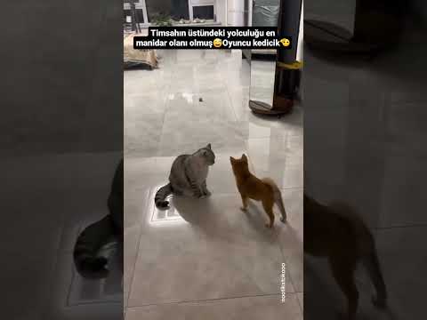 Yürek Yemiş Kediler :D #shorts #short #shortvideo #cat #cats #komedi #komik #eğlence